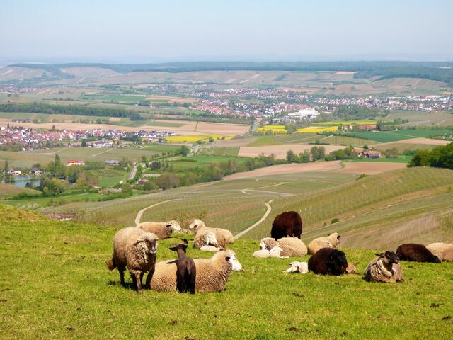 Die Schafe genießen den Blick hinunter ins Weinsberger Tal