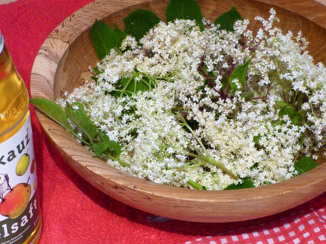 Für 5 Gläschen à ca. 200 ml 10 schöne Holunderblüten sammeln