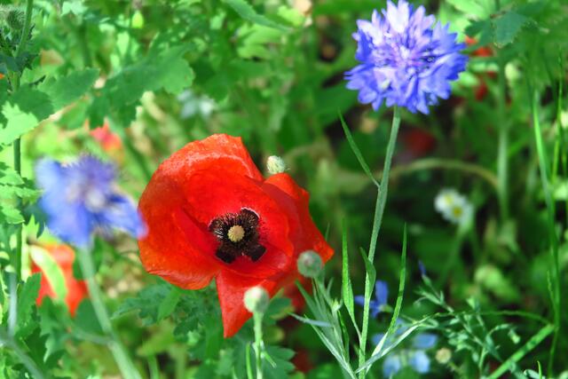 Blume von oben
