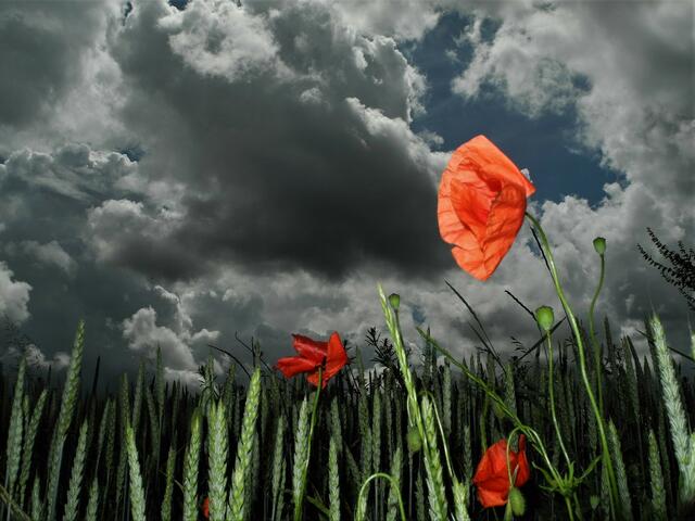 Mohnblume von unten.