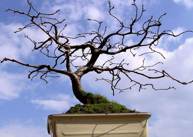 Kleiner Baum, ganz groß