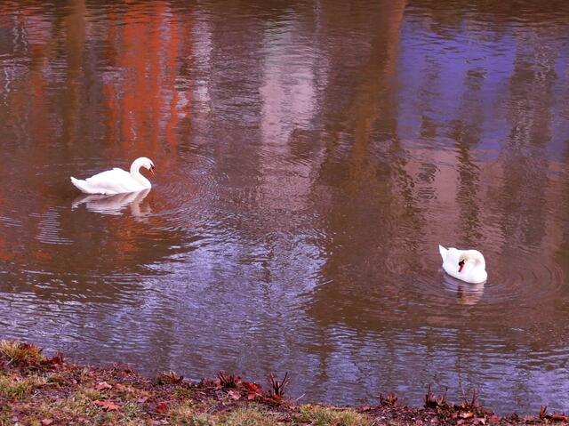 Idylle am Neckar