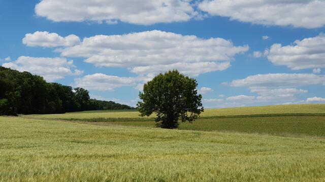 Wildwuchs auf dem Feld