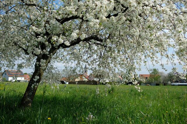 Frühlingserwachen in Siegelsbach