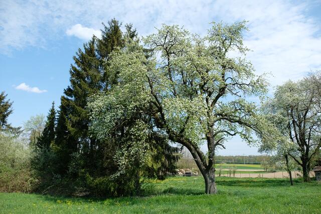 Natürliches Siegelsbach