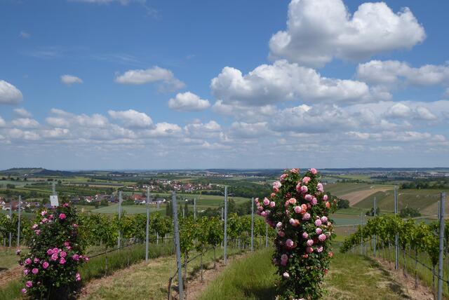 Blick von Heuholz Richtung Baierbach, Pfedelbach, ..
