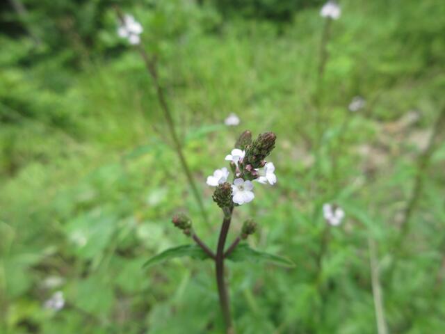 Eisenkraut mit winzig kleinen Blüten.
