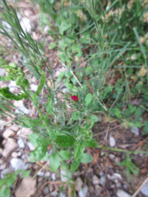 Dianthus armeria, Raue Nelke, kommt nur noch zerstreut vor.