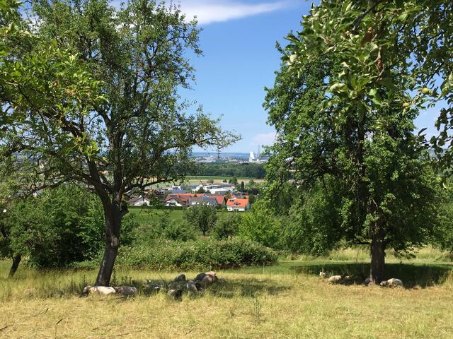Schafe in Flein im Ruhemodus und im Schatten