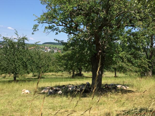 Schafe in Flein bei der Mittagsruhe