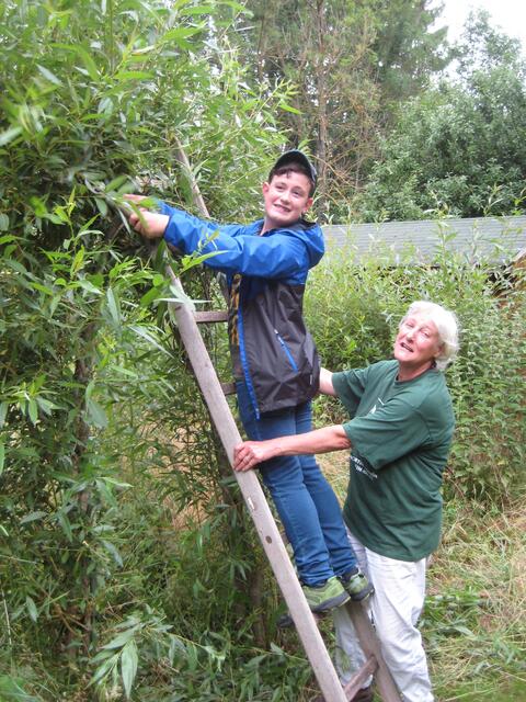 Sven schneidet die Weide zurück und wird dabei von Gertraud unterstützt.