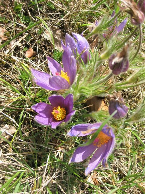 Küchenschellen auf dem Ohrnberger Buckelberg