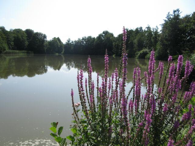 Fleiner See