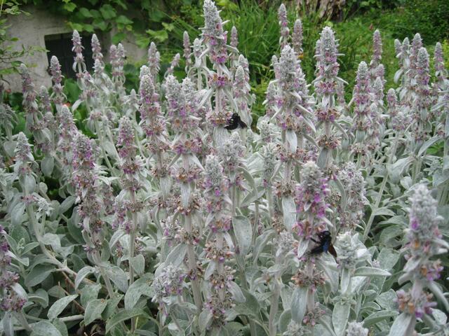 Blau-schwarze Holzbienen auf Wollziest stellten das Empfangskomitee gegenüber der Kirche.