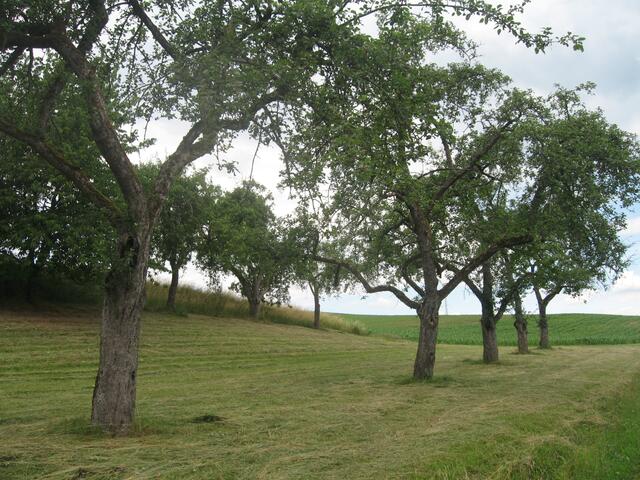 Hochstämme mit zahlreichen Bruthöhlen auf frisch gemähter Streuobstwiese.