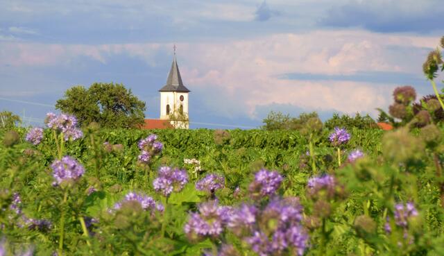 Der Kirchturm der kath. Kirche St. Georg "durch die Blume"