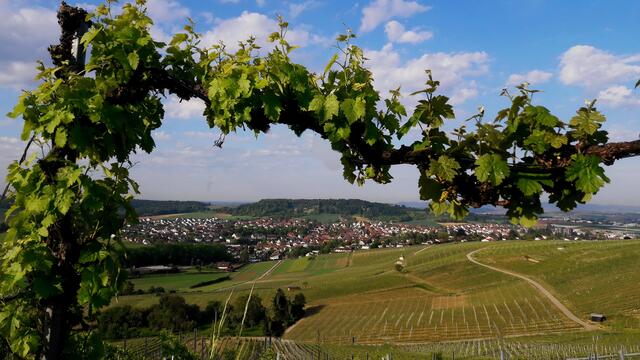 Flein; Blick vom Staufenberg