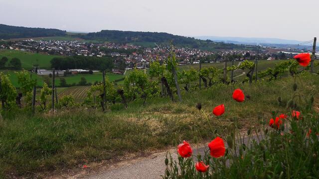 Flein; Blick vom Staufenberg