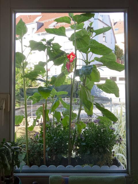 Vorhang im modischen Sonnenblumen-Design ;-)