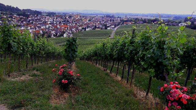 Flein; Blick vom Eselsberg