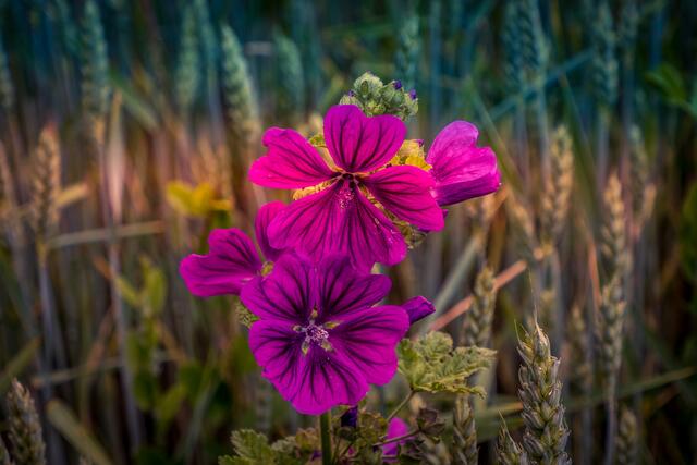 Feldblume