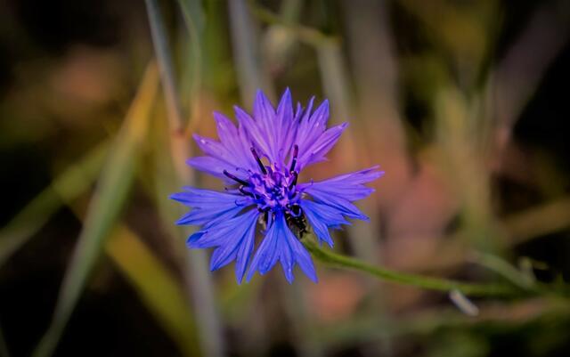 Feldblume