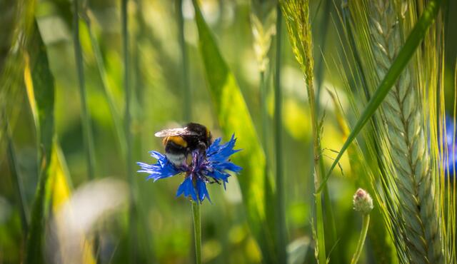 Fleissige Hummel