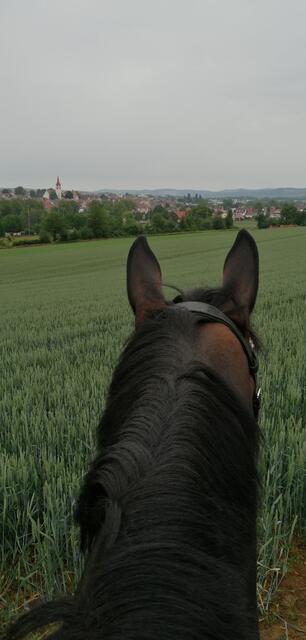 Das Glück der Erde ist auf dem Rücken der Pferde 3E