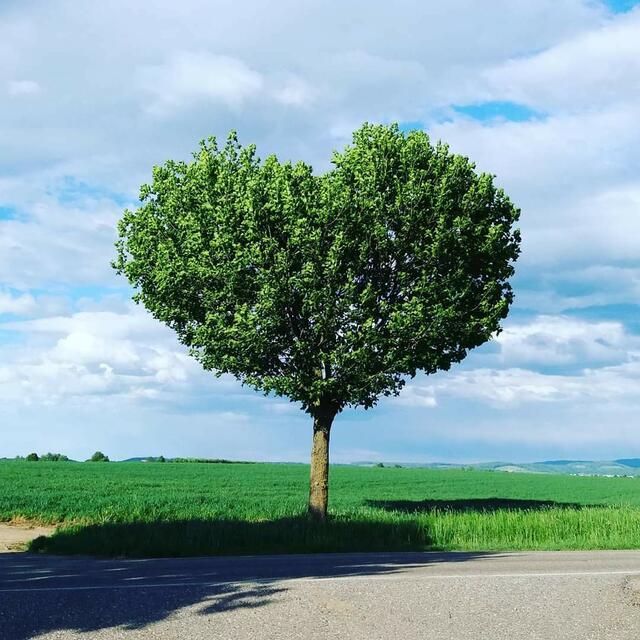 Herzbaum zwischen Schozach und Ilsfeld