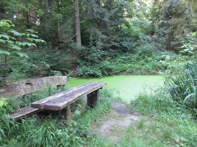 Der Teich am Koppenbrünnele ist komplett mit Wasserlinsen bedeckt.