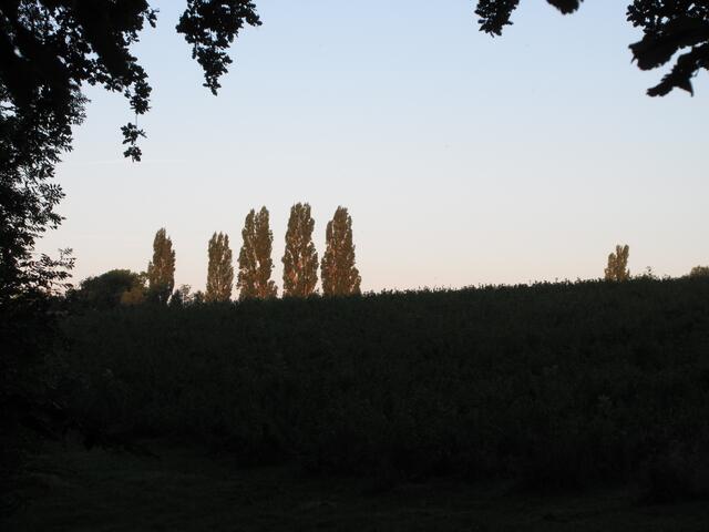 Wir im dunklen, schattigen und frisch kühlen Wald, die Sonne färbt die Pappeln vor der Burg Stettenfels