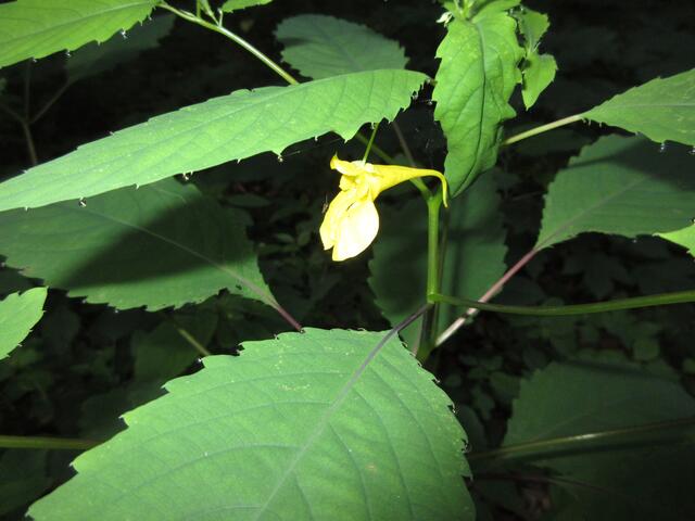 Wikipedia: "Große Springkraut (Impatiens noli-tangere), auch Echtes Springkraut, Rühr-mich-nicht-an, Wald-Springkraut oder Altweiberzorn, ist der einzige Vertreter der Gattung Springkräuter (Impatiens), der ursprünglich in Mitteleuropa vorkommt"