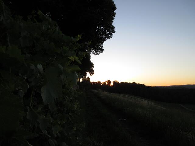 Wein an der Burgmauer und im Osten geht hinter dem Wald die Sonne auf.