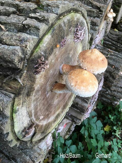 Pilze gedeihen überall....
