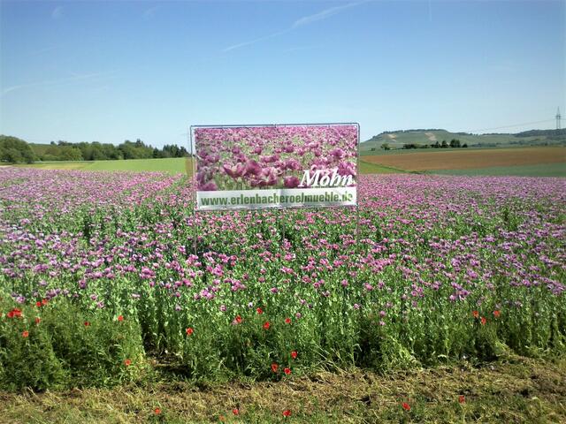 Blühender Mohn der Erlenbacher Ölmühle 26.05.2012