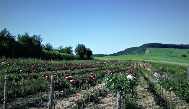 Rosenakcer in Erlenbach 2 - 23.06.2020