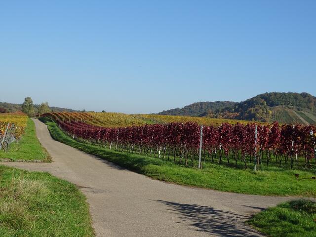 Herbstliche Weinberge 15.10.2017