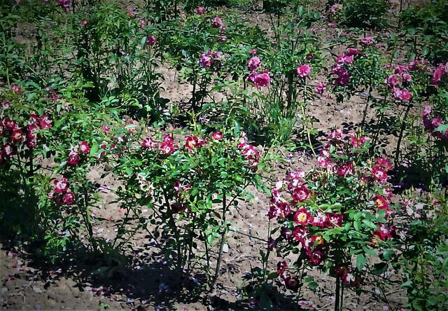 Rosenacker in Erlenbach 1 - 18.06.2020