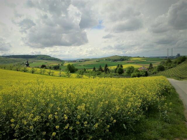 Rapsfelder über Binswangen 06.05.2012