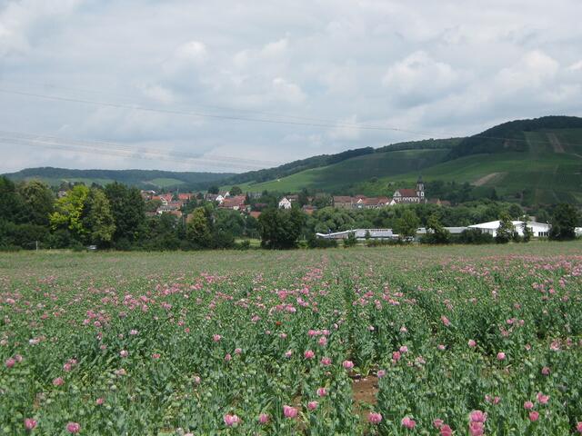 Blühender Mohn der Erlenbacher Ölmühle 28.06.2009
