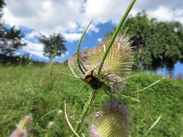 Die blühenden Karden werden von einer Erdhummel besucht.