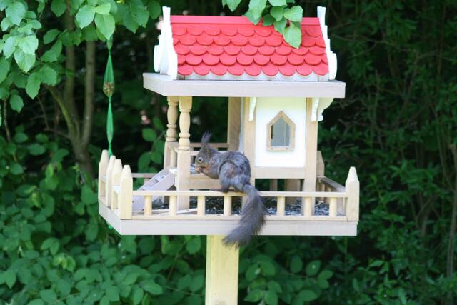 Eichhörnchen besucht die Vogelvilla in Untergleichen