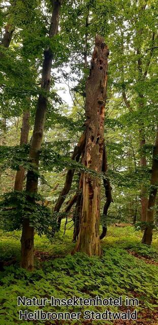 Spannung im Unterholz