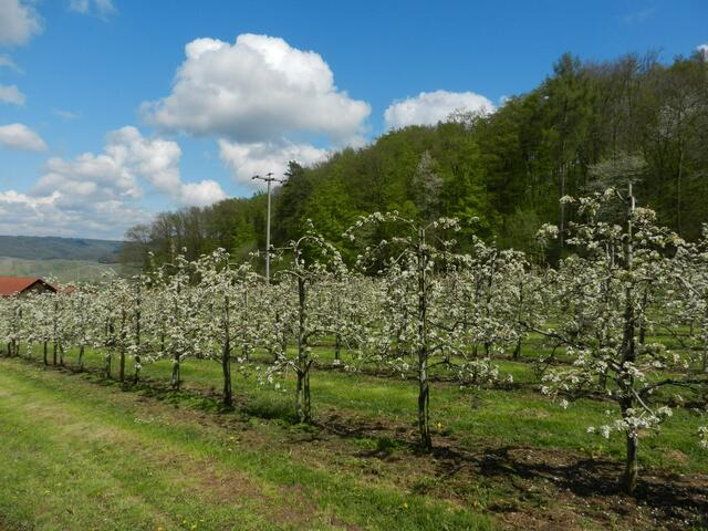 Apfelblüte in Hinterespig