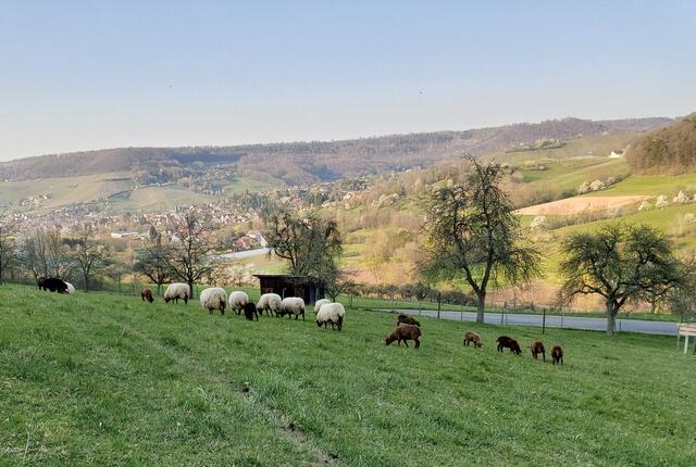 Coburger Fuchsschafe grasen Am Floßholzer Berg über Untersteinbach