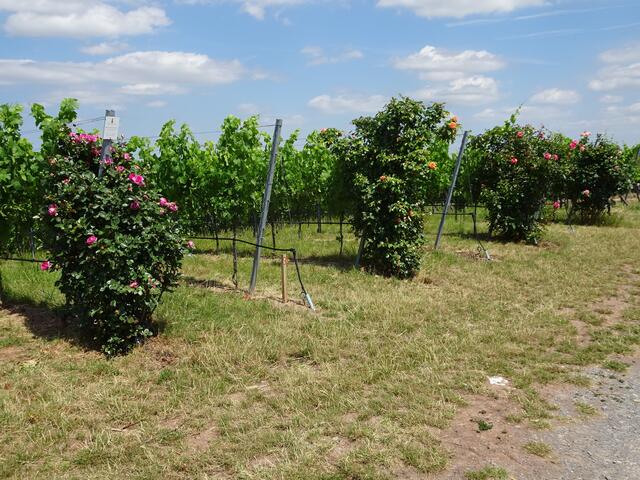 Rosenpracht in den Heuholzer Weinbergen