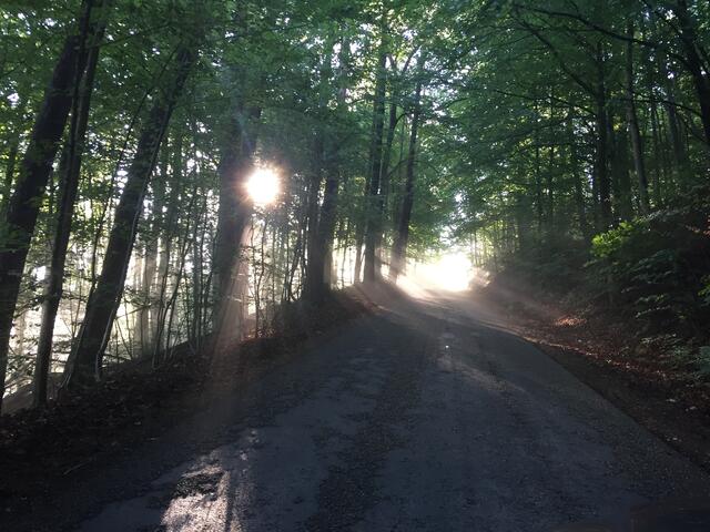 Morgens nach Spätfrost am Bides