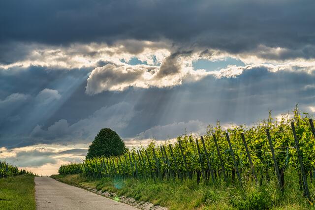 Unterwegs zwischen Erlenbach und Binswangen