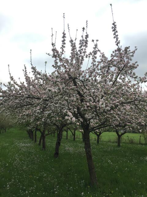 Apfelblüte