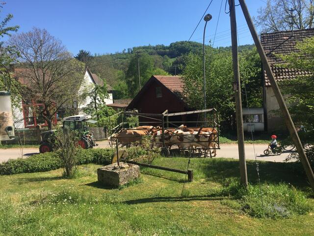 „Almauftrieb“